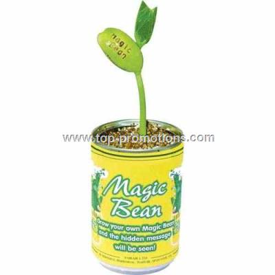Magic bean plant